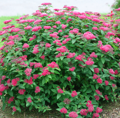 Spirea - Double Play Red